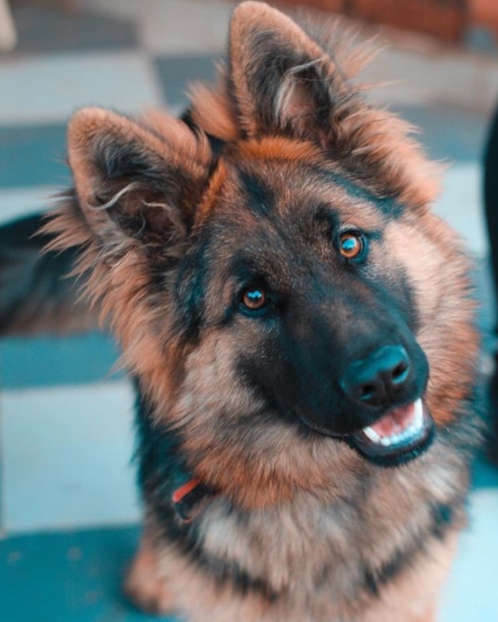 Cómo encontrar una mascota perdida rápidamente